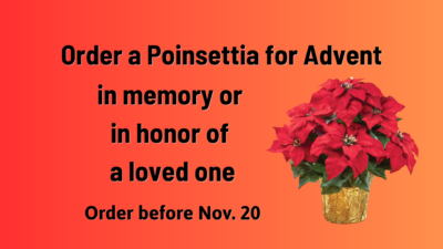 Poinsettias for Advent